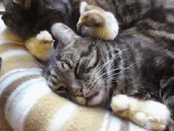 [Imagen: cute-funny-baby-chicks-chickens-sleeping...-gif-1.gif]