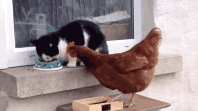 funny-chicken-beats-cat-gif.gif