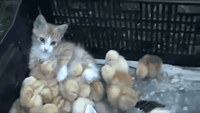 funny-kitten-with-baby-chicks-animated-gif.gif