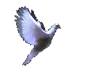 Dove-02-june.gif (38556 bytes)