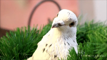 [Obrazek: curious-white-dove-animated-gif.gif]