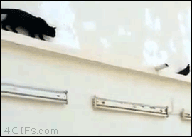funny-cat-chases-dove-pigeon-gif.gif