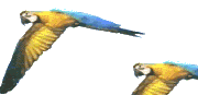 flying-parrots-animation.gif