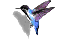 Great Animated Bird Gifs at Best Animations