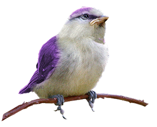 Image result for animated bird gif
