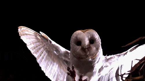 Animated Owls, Ducks and Bird Gifs Images at Best Animations