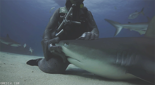 [Image: diver-pets-shark-animated-gif.gif]