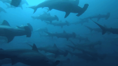 30 Incredible Shark Gifs at Best Animations