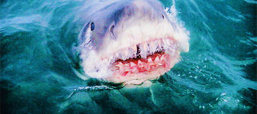 shark jaws attack animated gif 2