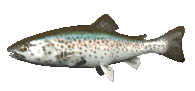 animated trout
