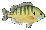 Great Aquarium Fish Gif Images at Best Animations