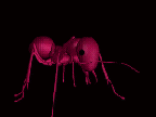 Ant-01-june.gif (42846 bytes)