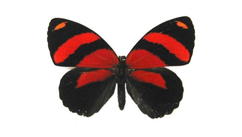 butterfly-animated-gif-12.gif