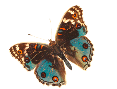 http://bestanimations.com/Animals/Insects/Butterflys/butterfly-animated-gif-17.gif