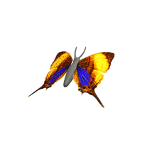 Beautiful Animated Butterfly Gifs At Best Animations