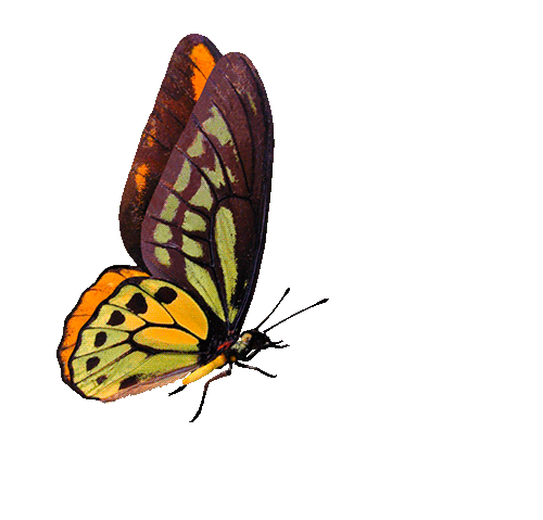 Risultati immagini per farfalla animata