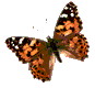 butterfly-animated-gif-5.gif