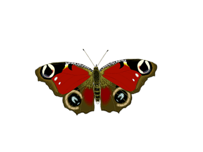 butterfly-animated-gif-58.gif