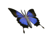 butterfly-animated.gif