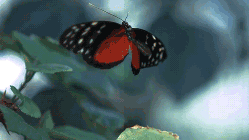 butterfly-gif-animation-4.gif
