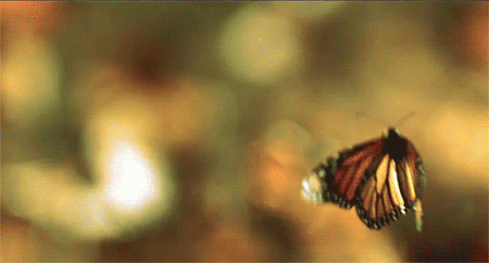 BeautifulButterfly Animated Gif Images at Best Animations
