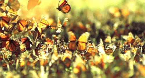 Beautiful Animated Butterfly Gifs at Best Animations