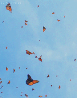 BeautifulButterfly Animated Gif Images at Best Animations