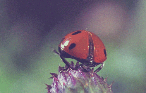 Ladybug Animated Gifs at Best Animations