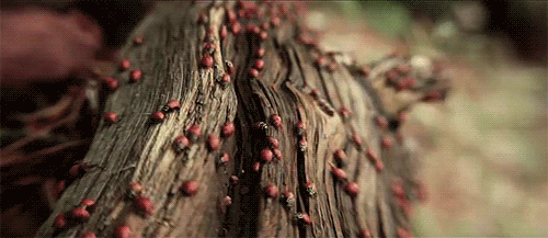 animated ladybug gif