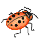 animated ladybug