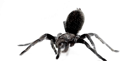 32+ Animated transparent spider gif info