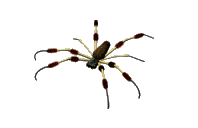 Image result for spider animation gif