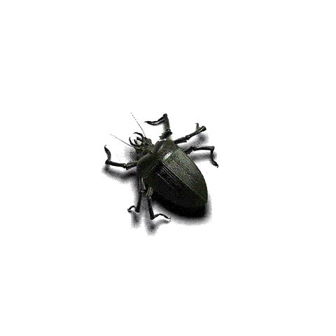 animated-beetle-bug-1.gif