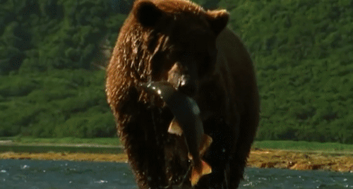 Funny Amazing Bear Gifs - Best Animations