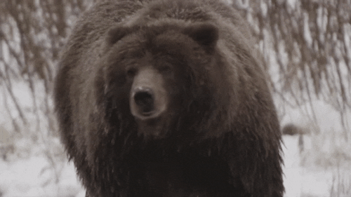 black-bear-winter-gif.gif