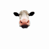 Funny Cute Cow Animation Gifs at Best Animations