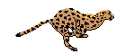 Cheetah-01-june.gif (5262 bytes)