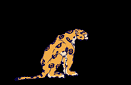 Cheetah-03-june.gif (25877 bytes)