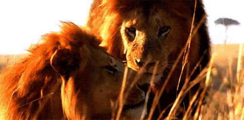 Amazing Animated Lion Gifs - Best Animations