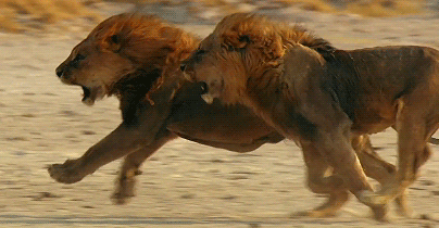 Amazing Animated Lion Gifs Best Animations Amazing Animated Lion Gifs Best Animations