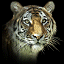 tigeravataranimation-3.gif