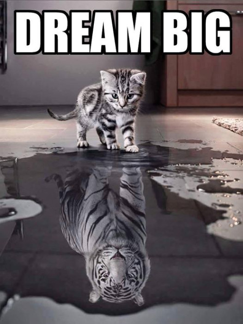 Amazing Animated White Tiger Gif Images at Best Animations