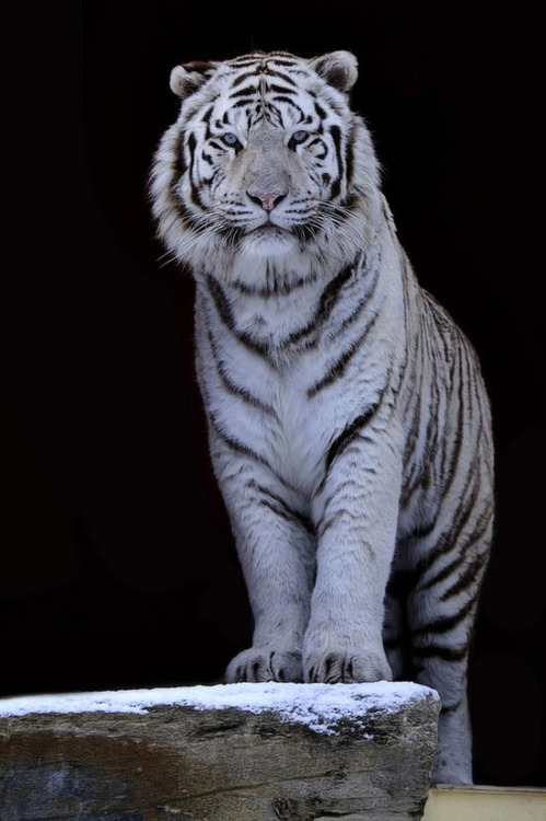 Amazing Animated White Tiger Images At Best Animations