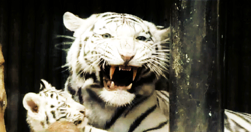 tiger clipart gif - photo #42