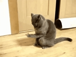 20 Free Amazing Animated Cat Gifs at Best Animations