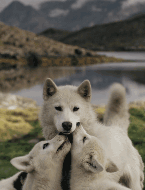 Image result for cute wolf gif