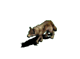 Canis Lupus