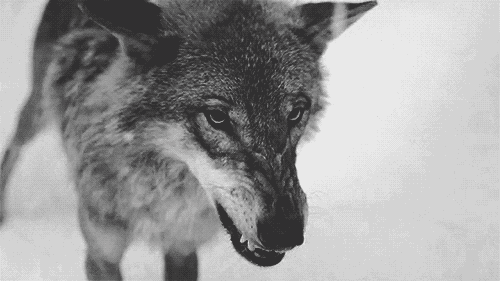 Image result for wolves   gif