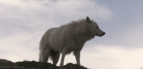 25 Amazing Wolf Animated Gif Pictures - Best Animations