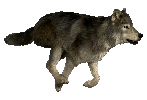 http://bestanimations.com/Animals/Mammals/Dogs/Wolves/wolf-running-animated-gif.gif